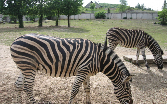 Zoo Košice