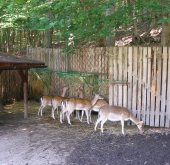Zoo Košice
