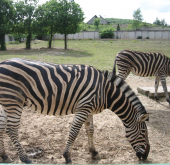 Zoo Košice